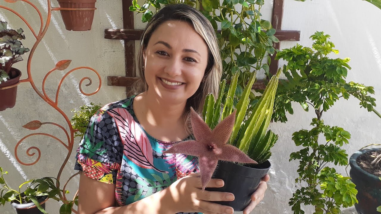 Cacto Estrela e seus cuidados