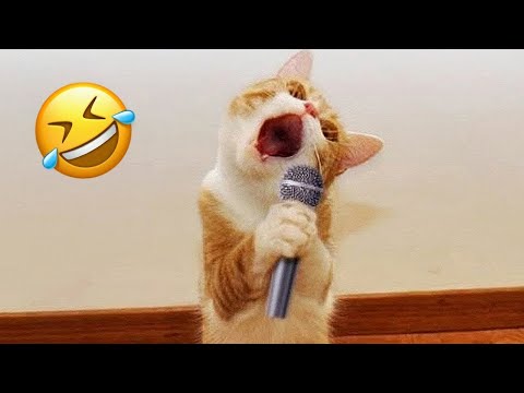 Funniest Animals 2023 😅 Best Funny Cats and Dogs 😹🐶 Part 32