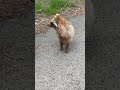 茶タヌキ、こっちに駆けてきた後、ウpに甘えた顔した