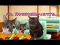 【猫ミームホラー】降りなければよかった