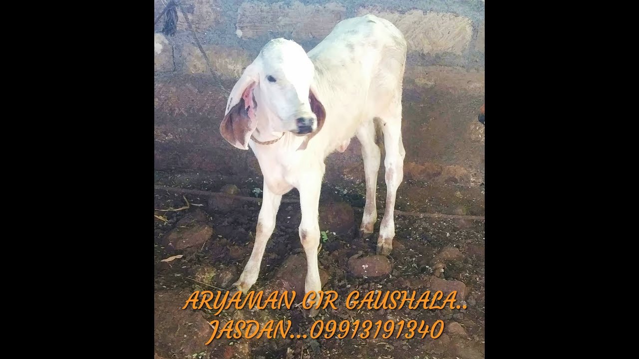 WORLD BEST GIR SAMVADHAN CENTER AT GAUSHALA