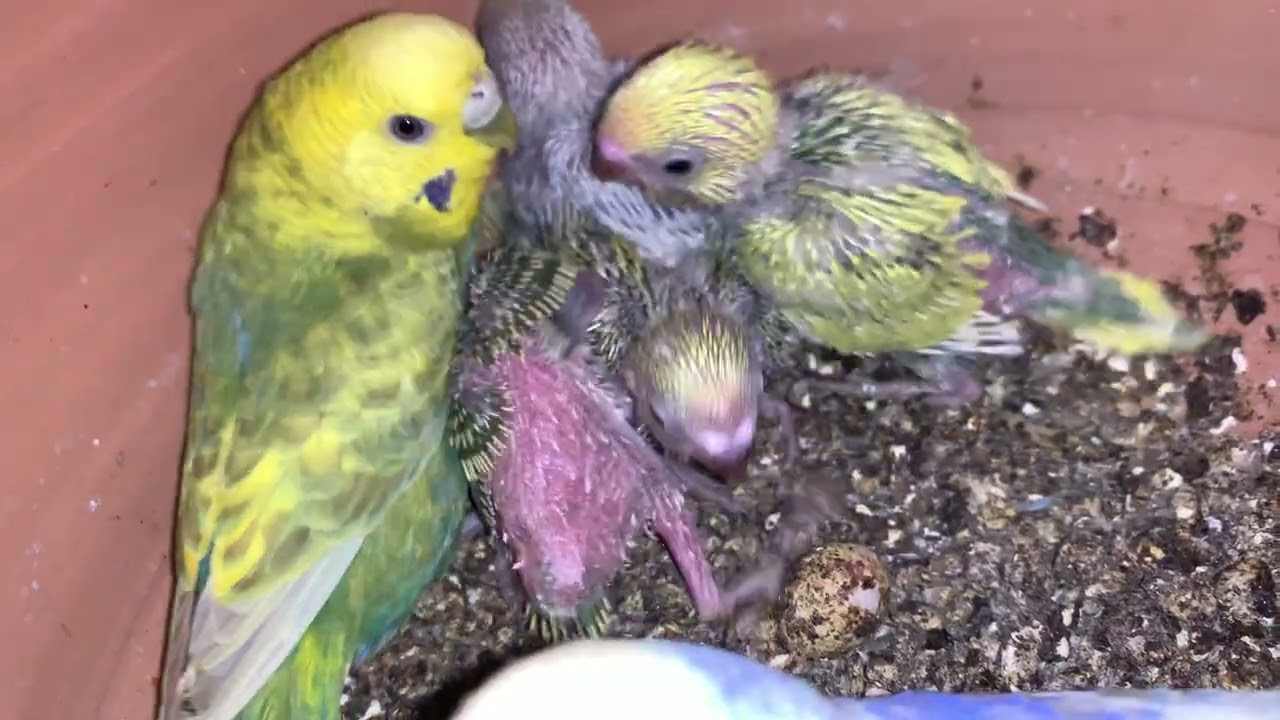 Available 03472433231 || Breeding progress of rainbow budgies #rainbowbudgies #breedingpair #parrot 
