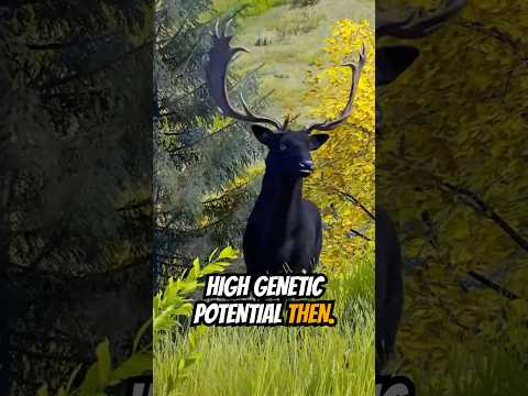 MASSIVE 5 Star MELANISTIC Fallow Deer Wayofthehunter Woth Huntinggames