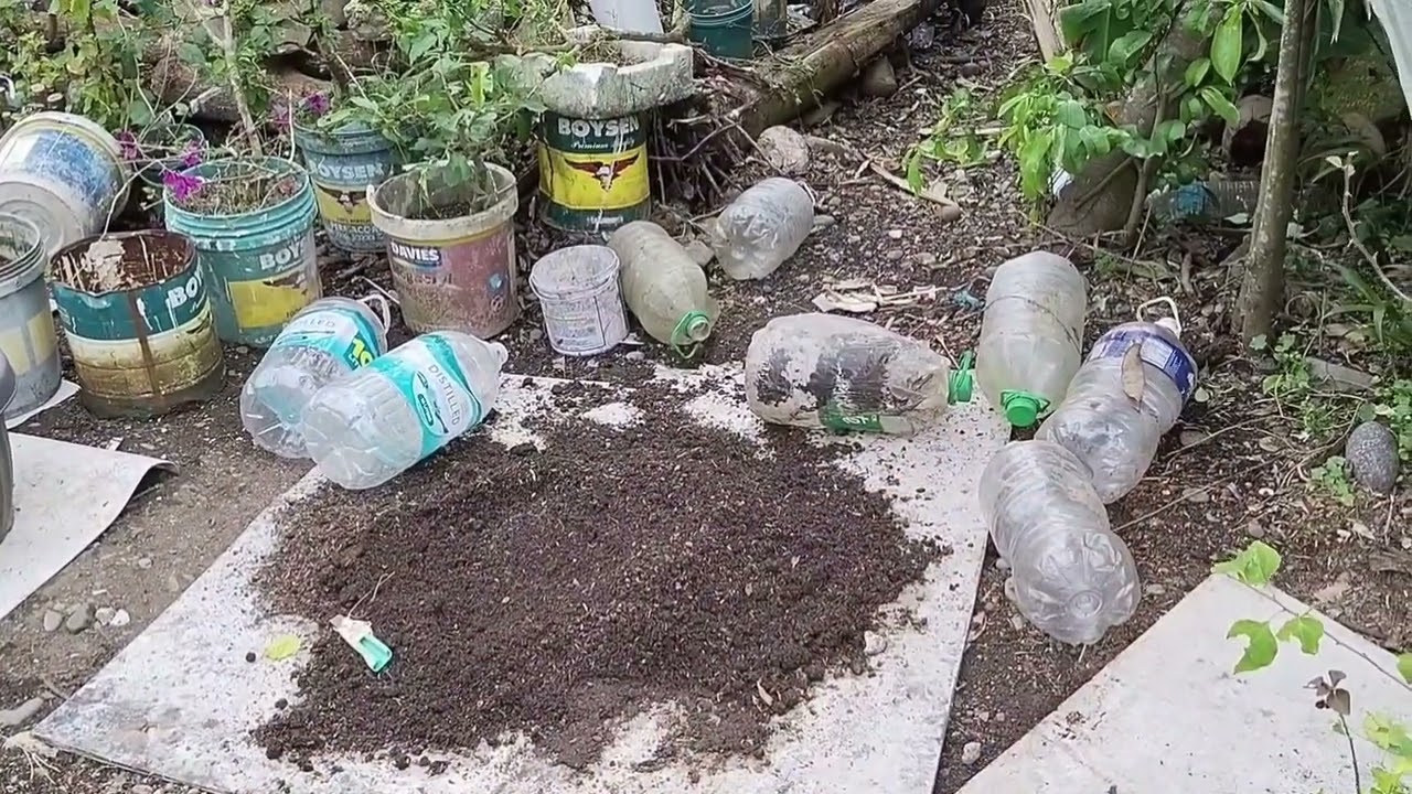Pinaghalong lupa, buhangin at bulok na ipa. Buhay ang bougainvillea ninyo
