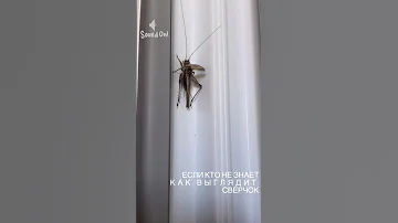 Сверчок звук