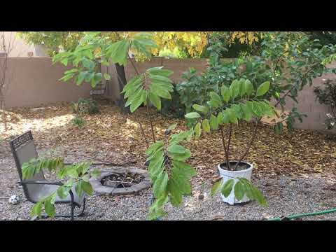 Vídeo: Cherimoya Plant Care: Dicas para cultivar uma macieira cremosa