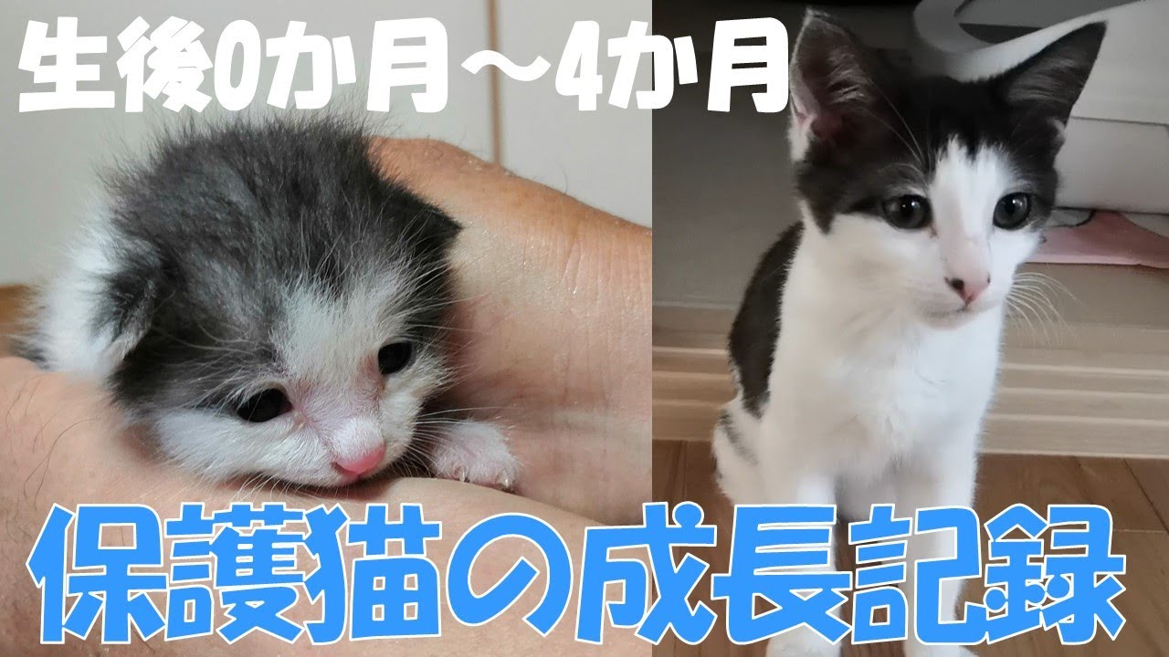 捨て猫 生後0日から4か月までの子猫の成長記録 Kitten Growth Record Youtube