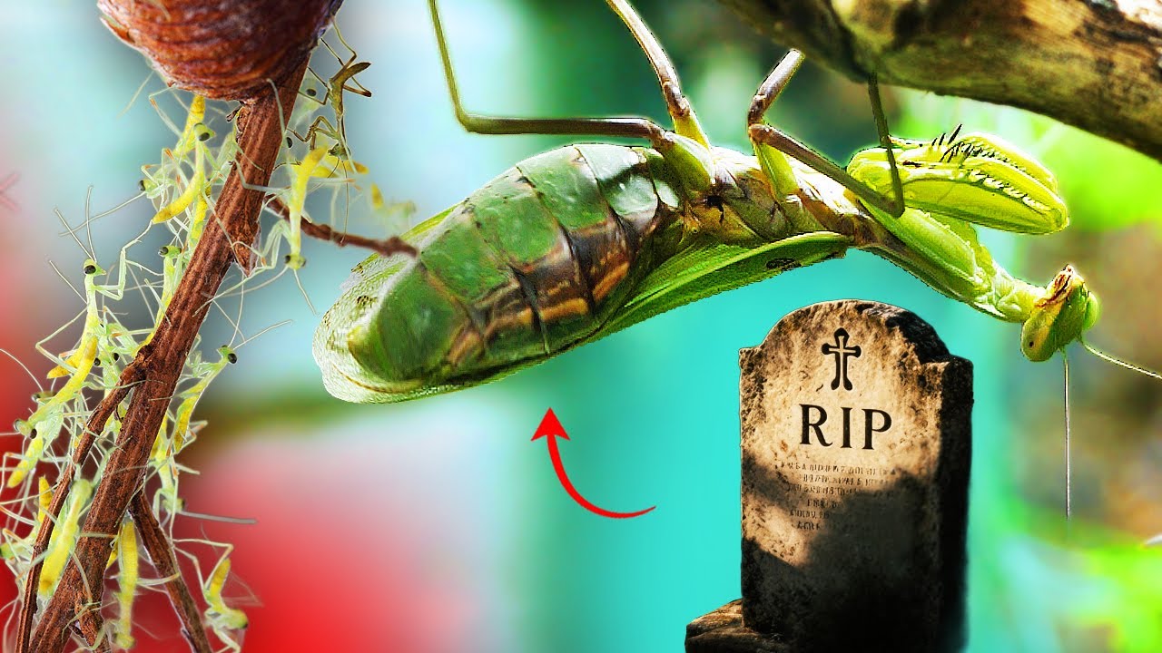 Что случилось с беременной самкой богомола, которая съела своего партнера?