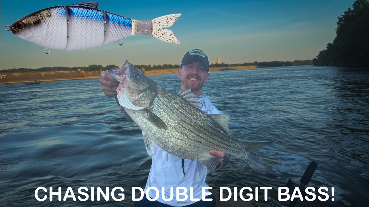 WEST VIRGINIA hybrid striped bass! | 6th Sense Trace Swimbait