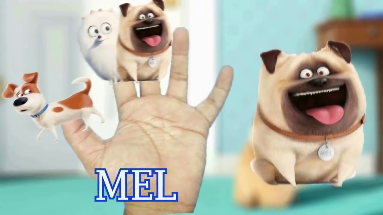 Finger Family Song! Nursery Rhyme The Secret Life of Pets Music Cute Kids Songs