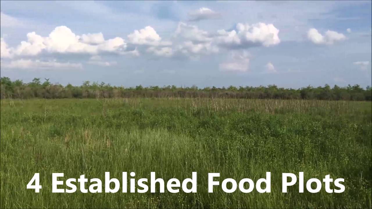 452 ac Madison Parish Louisiana Deer Hunting Land for Sale by www