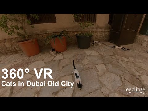 Cat Family in Dubai – 360° VR Video