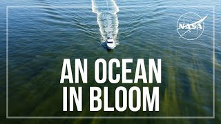 An Ocean in Bloom