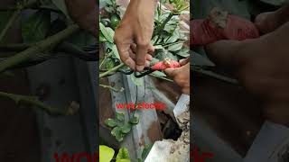 Work Electric Bangladesh