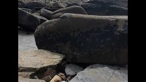 A fossil imprint of a Lepidodendron root - an extinct tree like relative of today