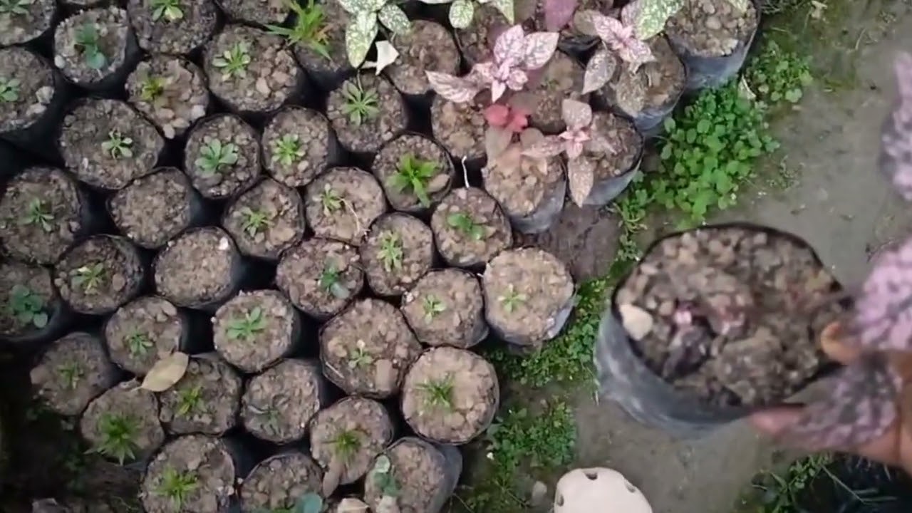 Loot loot loot itne Saste plant le kar aai h chiye dikhate h koun koun se plants h chliye dekte h