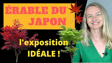 Quand planter un érable du Japon ?