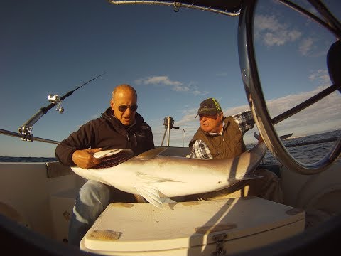 Traina alle grandi ricciole. Ricciola 40 kg