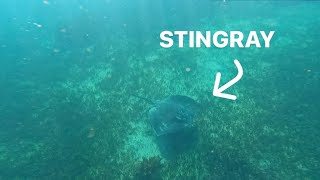 SNORKELLING TERRIGAL HAVEN NSW