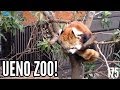 Ueno Zoo! Subtokyo 175