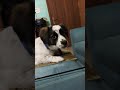 good evening 🙏🎼#doglife#trending#bhojpurisong#explorepage#like#share#subscribemychannel