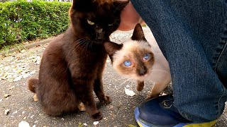 植込みの中に逃げたサビ猫に近づこうとしたら他の猫がモフられに寄ってきた