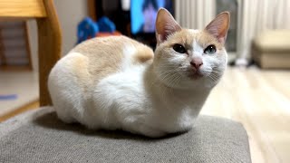 「ステージです」突然飼い猫の病を宣告されました