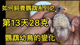 如何飼養鸚鵡系列之 #鸚鵡幼鳥 變化第13天 28克 #小草鸚鵡 #光輝鸚鵡 #紅寶石秋草鸚鵡 #桔梗鸚鵡 歡迎加入line 群組一起討論