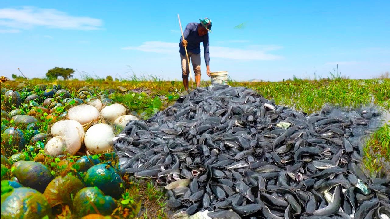 Mud Fishing Adventure! Catfish & Snails