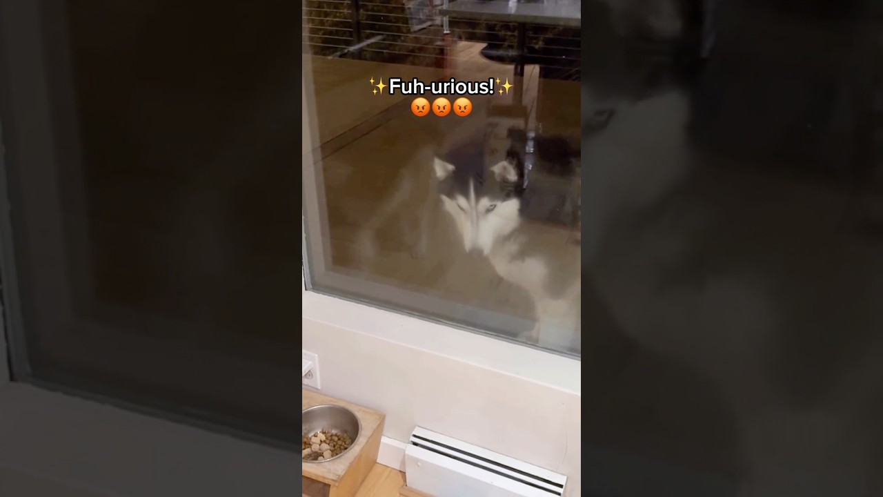 Honestly? How dare she. 🐺😠😤😅 #siberianderpskies #husky #siberianhusky