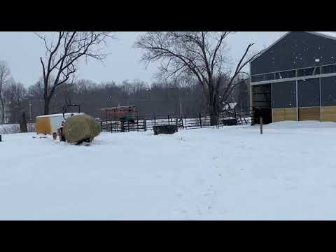 8 year old Emi learning to feed the cows