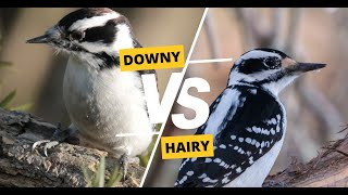 Downy vs Hairy Woodpecker: How to Tell The Difference?!
