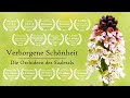 Verborgene Schönheit - Die Orchideen des Saaletals | Offizieller Trailer | Naturfilm