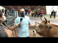 Reina, campeona de terneras tipo culón / El Campo de Asturias