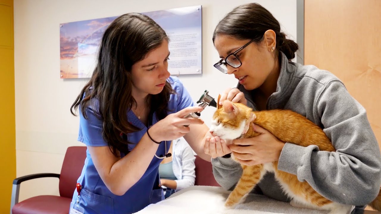 Ariel Bohner, '24, shares her student experience at CornellVet's Small
