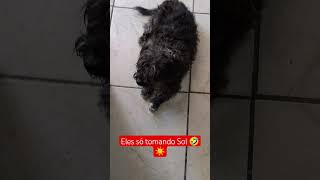 #gato #cachorro #pets #amizade #fofura #petlovers #dog #cat #sol #carinho #amor #petsdobrasil