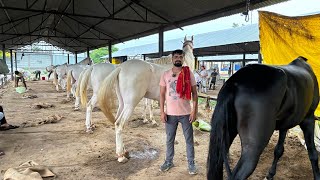 अकलूज घोडा मार्केट मैं तो नुकरे घोडो ने तेहलका मचा दिया || इतने सारे घोडे अभी से