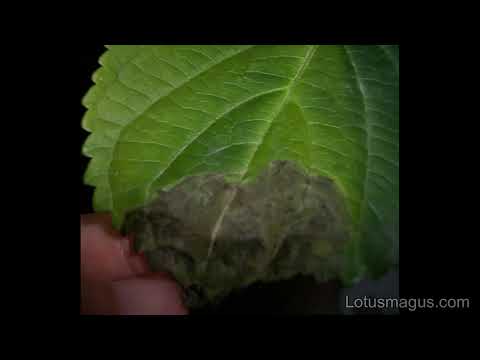Video: Hortensia Me Gjethe Të Mëdha, Petiolate Dhe Të Larmishme