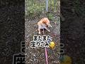 最近の朝散歩は全然散歩になりません😓　#柴犬 #ペット #散歩