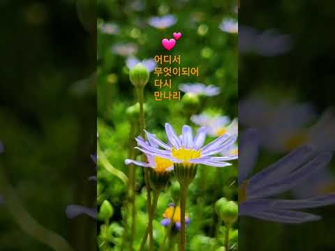 250930 어디서무엇이되어다시만나리 유심초