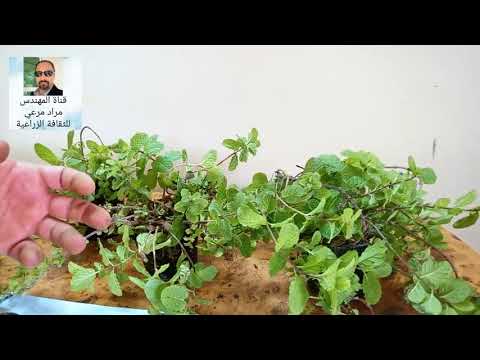 فيديو: نباتات النعناع الكورسيكية - زراعة النعناع الكورسيكي في الحدائق