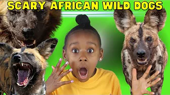 Super Scary African Wild Dogs