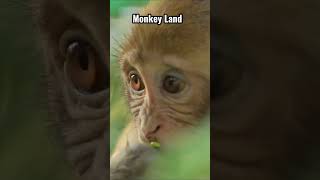 Unbelievable Monkey Land - Dominican Republic #shorts #viral #trending