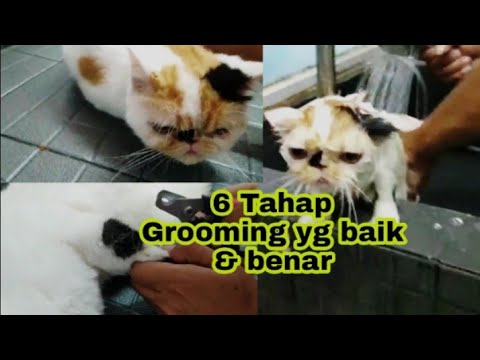 Video: Cara Memandikan Kucing Yang Benar