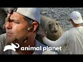 Animais marinhos fascinantes e divertidos | Perdido na Califórnia | Animal Planet Brasil