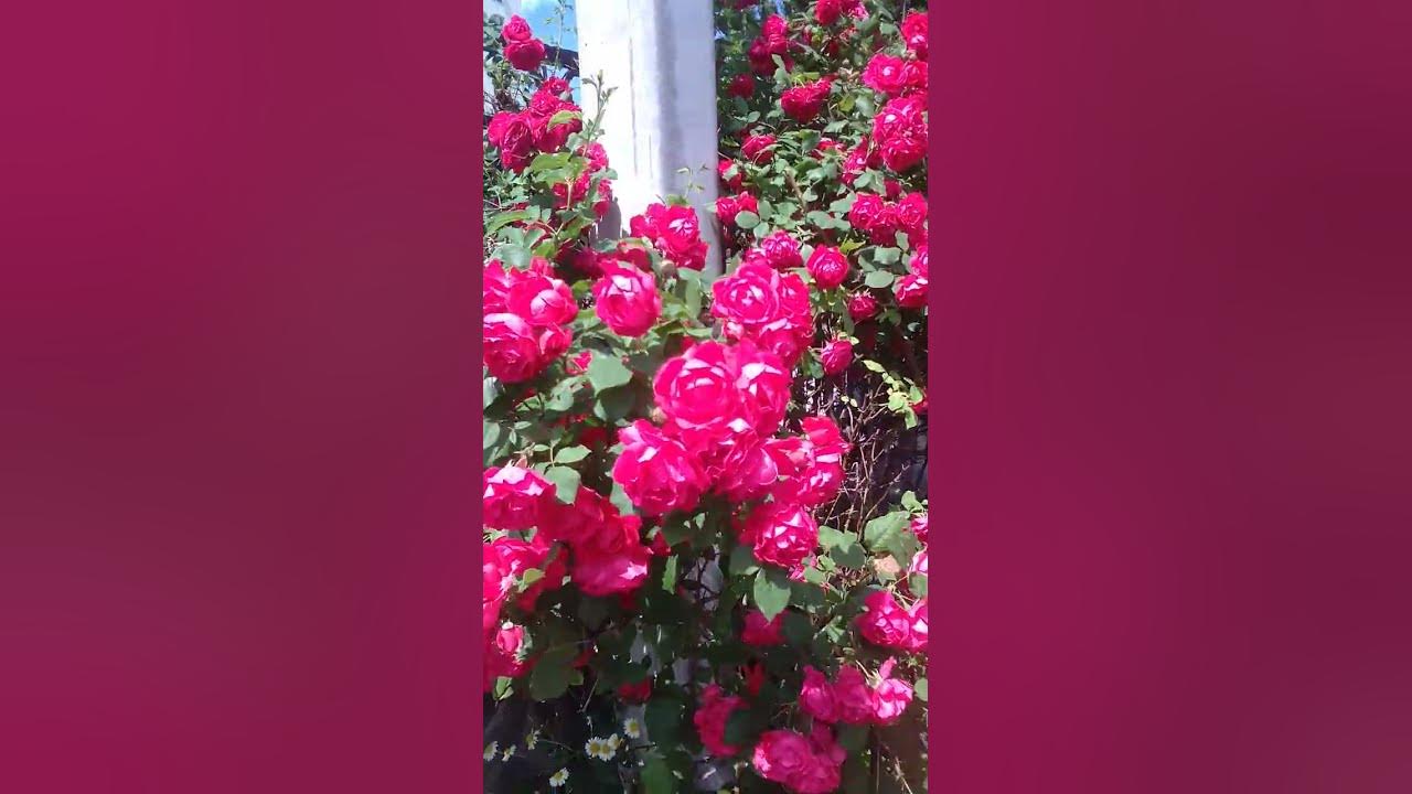 Кущ троянд - YouTube