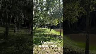 Reserva de Allpahuayo, en la carretera Iquitos-Nauta (Loreto, Perú) 🇵🇪