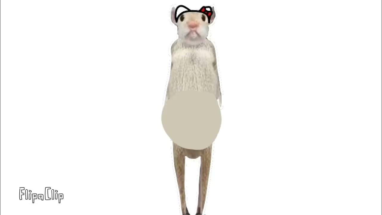 Rat inflation YouTube