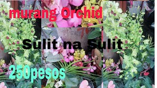 Murang Orchids sa Mega Market Sulit Ang presyo Ang Ganda pa
