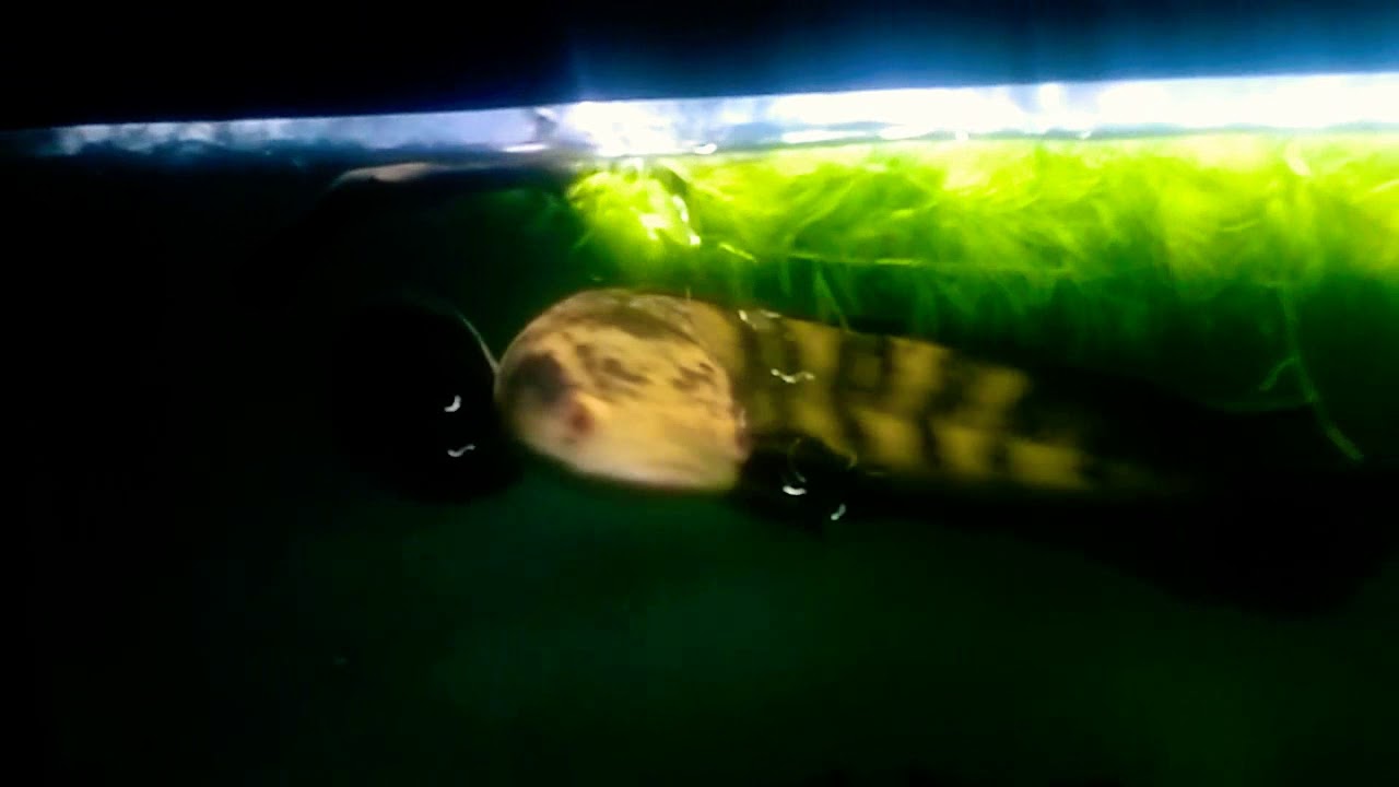 Channa maruliodies kalimantan/borneo (channa fish) 